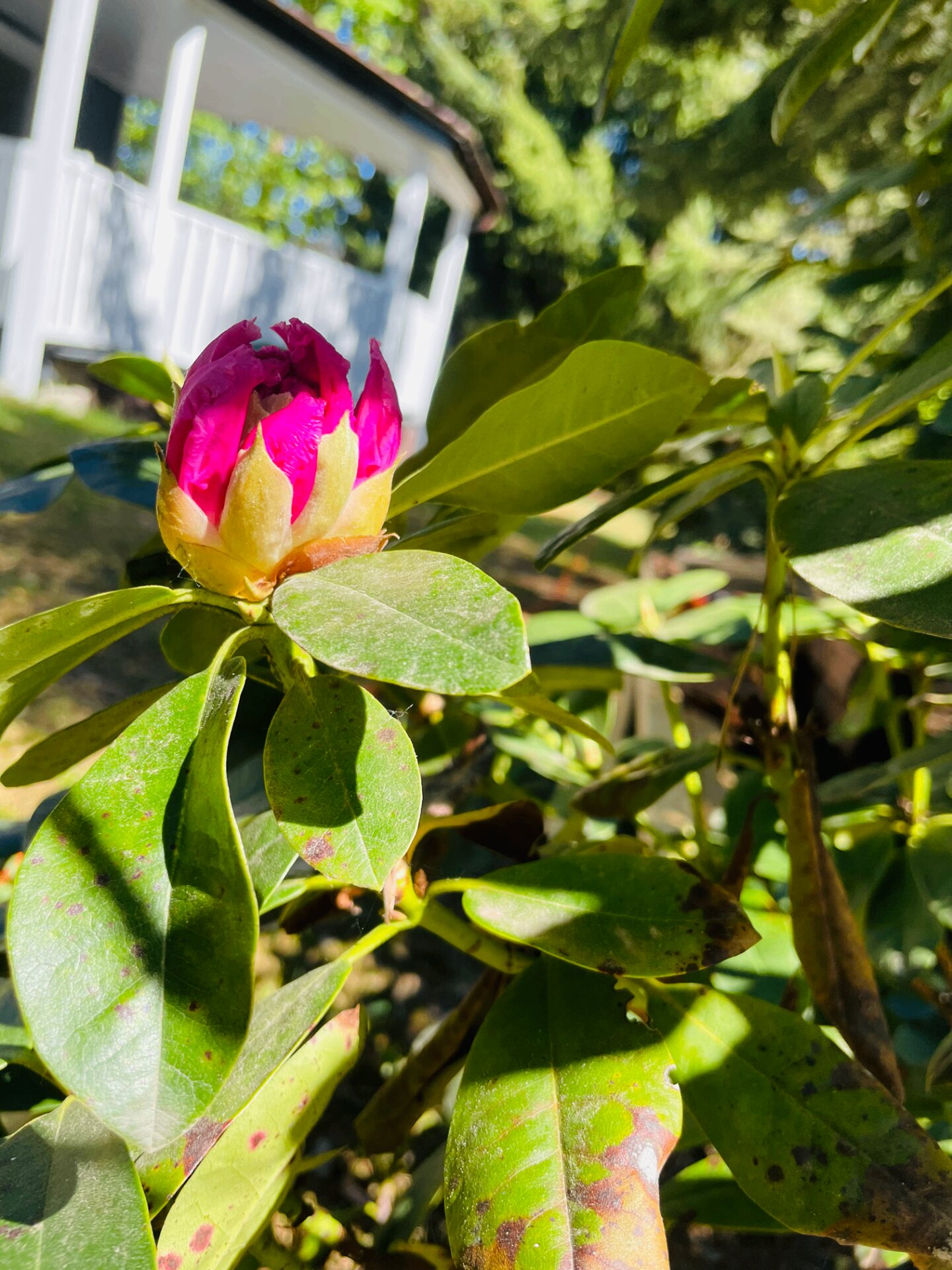 Kwitnący rododendron w ogrodzie — pąk różowego kwiatu